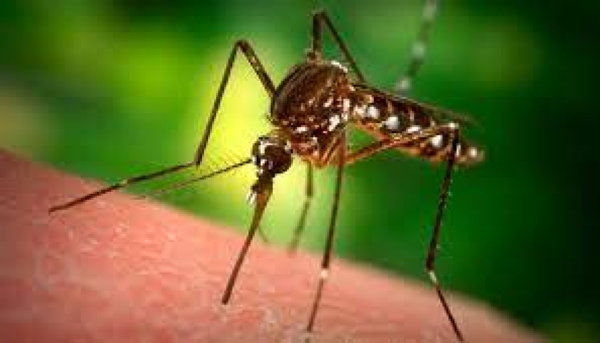 Untreated malaria may lead to mental disorder